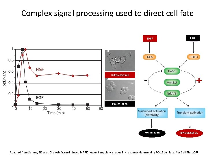 Complex signal processing used to direct cell fate NGF Differentiation - EGF + Proliferation