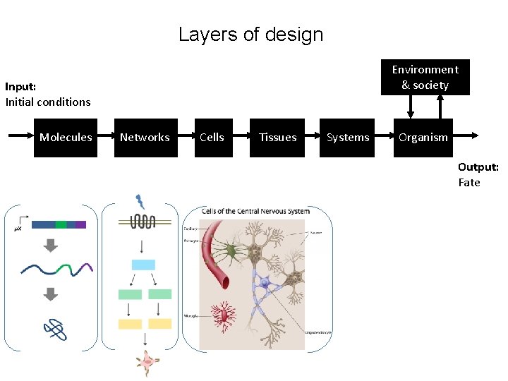 Layers of design Environment & society Input: Initial conditions Molecules Networks Cells Tissues Systems