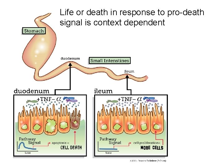 Life or death in response to pro-death signal is context dependent 