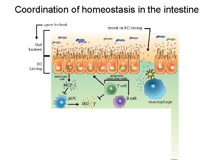 Coordination of homeostasis in the intestine 