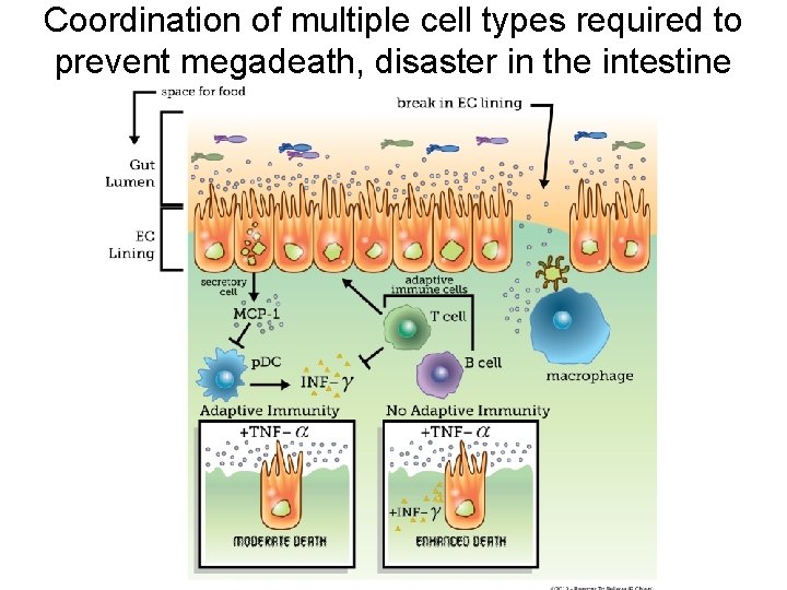 Coordination of multiple cell types required to prevent megadeath, disaster in the intestine 