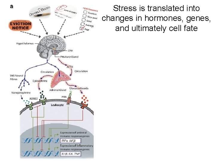 Stress is translated into changes in hormones, genes, and ultimately cell fate 
