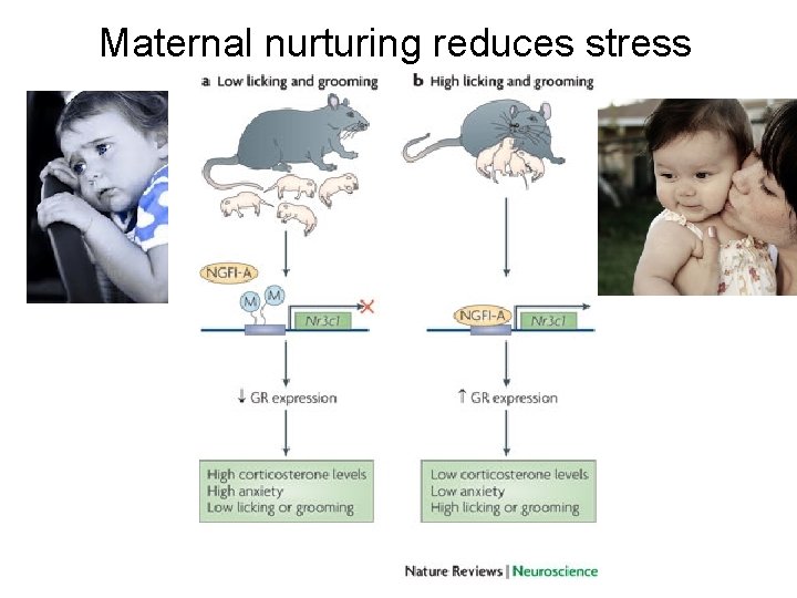 Maternal nurturing reduces stress 