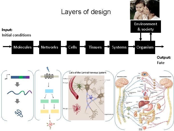 Layers of design Environment & society Input: Initial conditions Molecules Networks Cells Tissues Systems