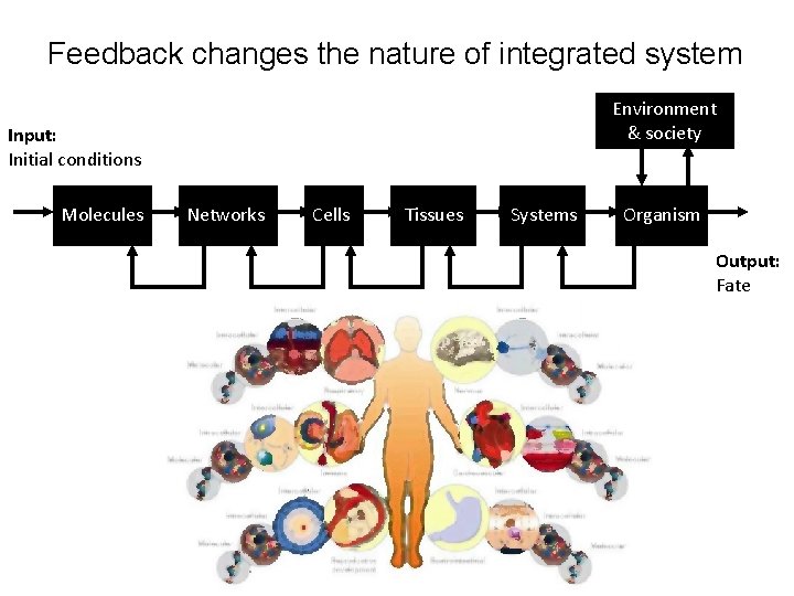 Feedback changes the nature of integrated system Environment & society Input: Initial conditions Molecules