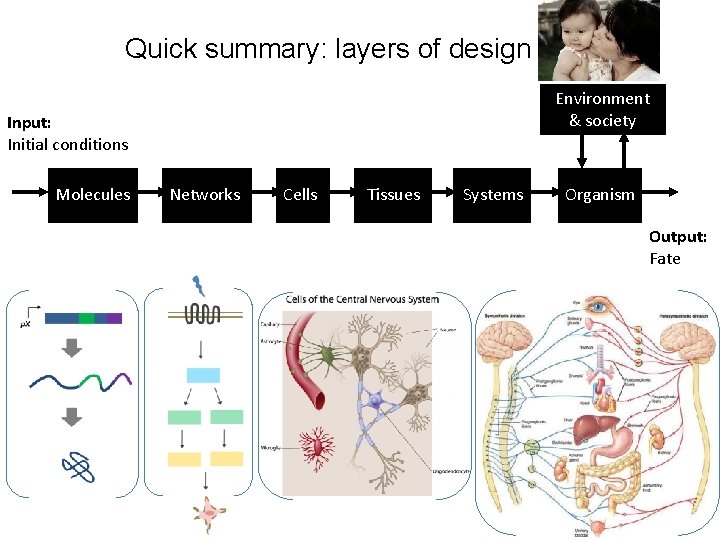 Quick summary: layers of design Environment & society Input: Initial conditions Molecules Networks Cells