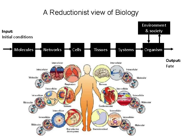 A Reductionist view of Biology Environment & society Input: Initial conditions Molecules Networks Cells