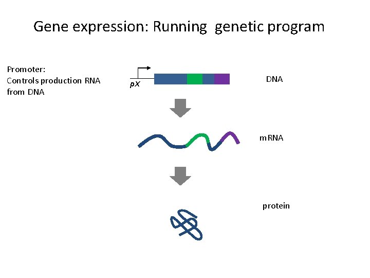 Gene expression: Running genetic program Promoter: Controls production RNA from DNA p. X DNA