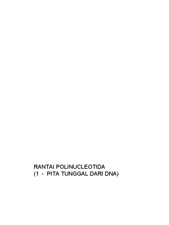 RANTAI POLINUCLEOTIDA (1 - PITA TUNGGAL DARI DNA) 