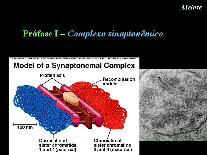 Meiose Prófase I – Complexo sinaptonêmico Meiose Prófase I – Complexo sinaptonêmico