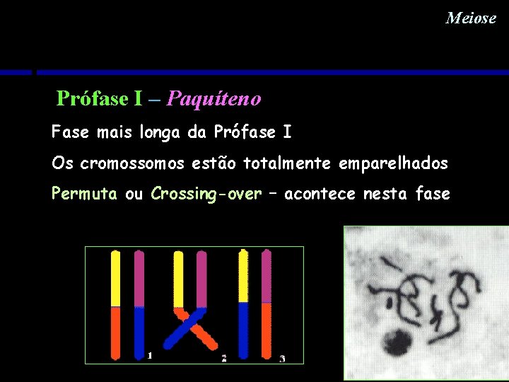 Meiose Prófase I – Paquíteno Fase mais longa da Prófase I Os cromossomos estão Meiose Prófase I – Paquíteno Fase mais longa da Prófase I Os cromossomos estão