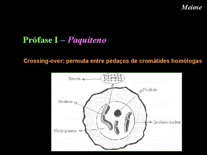 Meiose Prófase I – Paquíteno Crossing-over: permuta entre pedaços de cromátides homólogas Meiose Prófase I – Paquíteno Crossing-over: permuta entre pedaços de cromátides homólogas