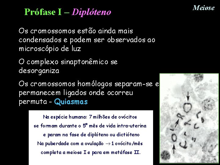Prófase I – Diplóteno Os cromossomos estão ainda mais condensados e podem ser observados Prófase I – Diplóteno Os cromossomos estão ainda mais condensados e podem ser observados