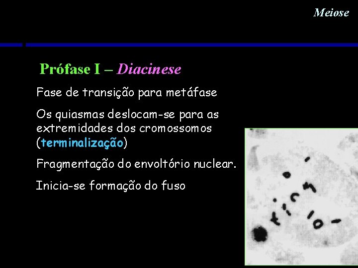 Meiose Prófase I – Diacinese Fase de transição para metáfase Os quiasmas deslocam-se para Meiose Prófase I – Diacinese Fase de transição para metáfase Os quiasmas deslocam-se para