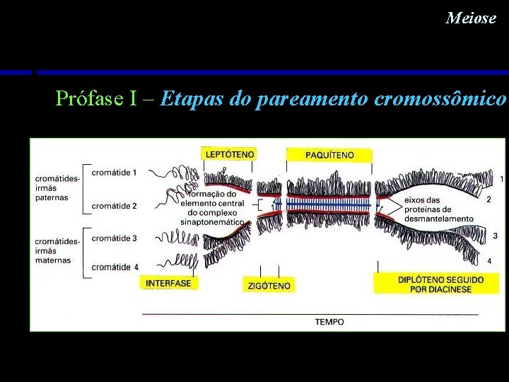 Meiose Prófase I – Etapas do pareamento cromossômico Meiose Prófase I – Etapas do pareamento cromossômico