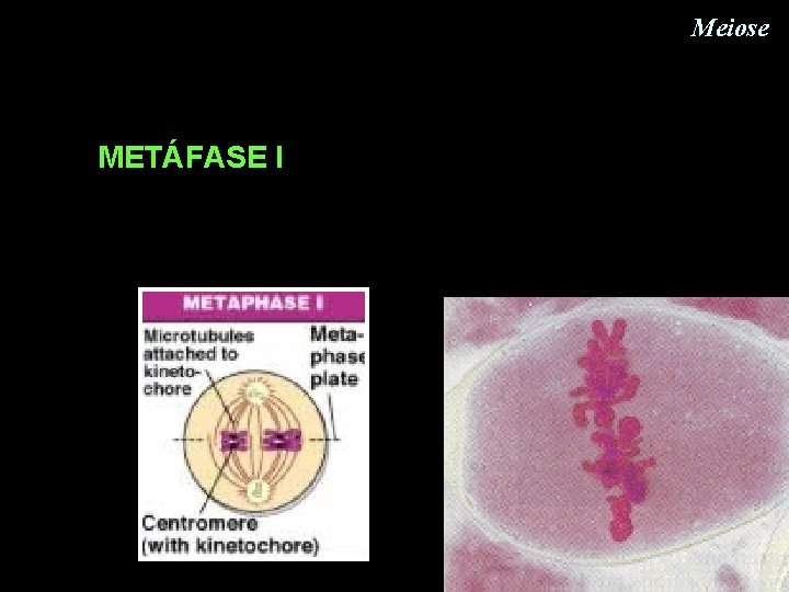 Meiose METÁFASE I Meiose METÁFASE I