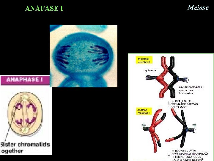 ANÁFASE I Meiose ANÁFASE I Meiose