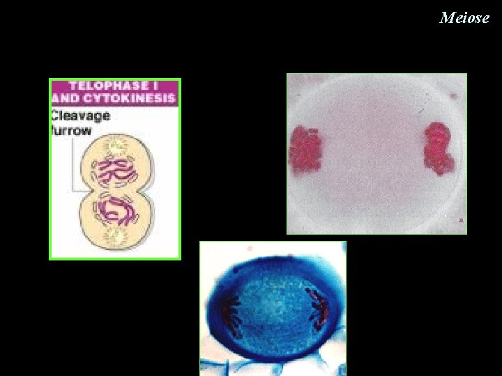 Meiose Meiose