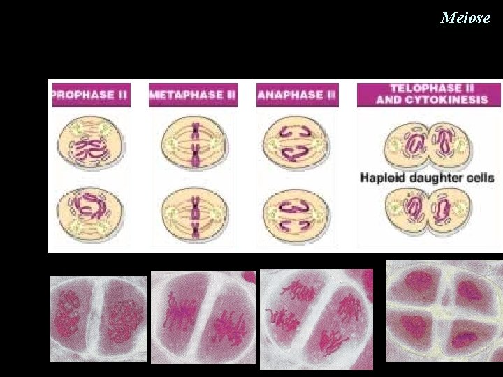 Meiose Meiose