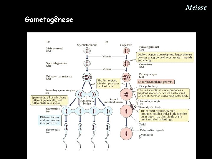 Meiose Gametogênese Meiose Gametogênese