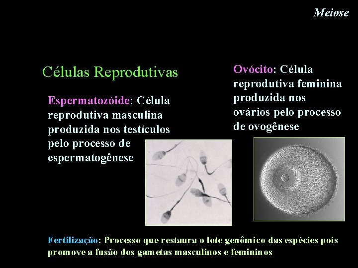 Meiose Células Reprodutivas Espermatozóide: Célula reprodutiva masculina produzida nos testículos pelo processo de espermatogênese Meiose Células Reprodutivas Espermatozóide: Célula reprodutiva masculina produzida nos testículos pelo processo de espermatogênese