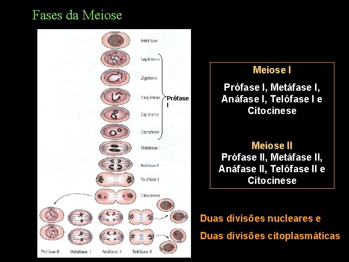 Fases da Meiose I Prófase I, Metáfase I, Anáfase I, Telófase I e Citocinese Fases da Meiose I Prófase I, Metáfase I, Anáfase I, Telófase I e Citocinese