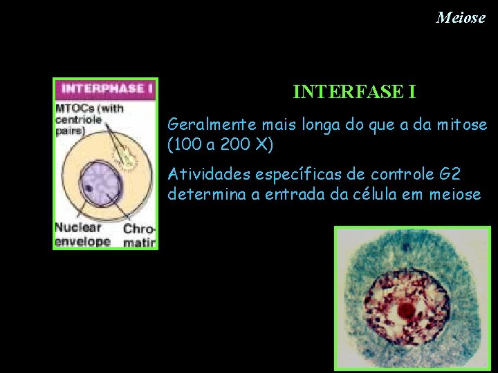 Meiose INTERFASE I Geralmente mais longa do que a da mitose (100 a 200 Meiose INTERFASE I Geralmente mais longa do que a da mitose (100 a 200