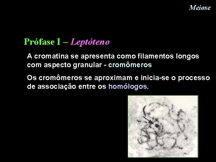 Meiose Prófase I – Leptóteno A cromatina se apresenta como filamentos longos com aspecto Meiose Prófase I – Leptóteno A cromatina se apresenta como filamentos longos com aspecto