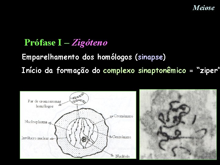 Meiose Prófase I – Zigóteno Emparelhamento dos homólogos (sinapse) Início da formação do complexo Meiose Prófase I – Zigóteno Emparelhamento dos homólogos (sinapse) Início da formação do complexo