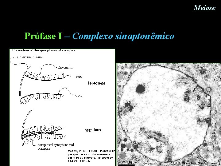 Meiose Prófase I – Complexo sinaptonêmico Meiose Prófase I – Complexo sinaptonêmico