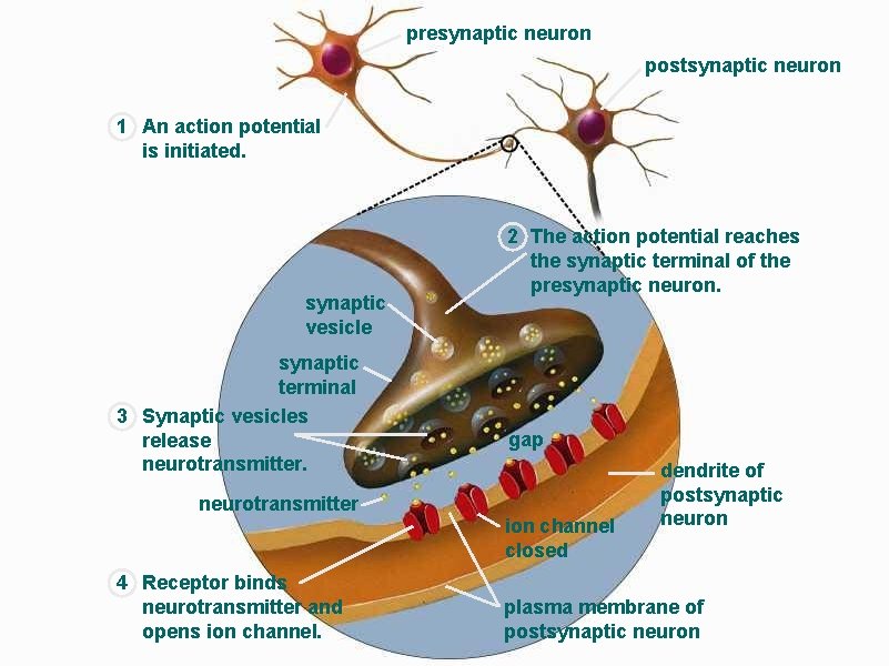 presynaptic neuron postsynaptic neuron 1 An action potential is initiated. synaptic vesicle synaptic terminal