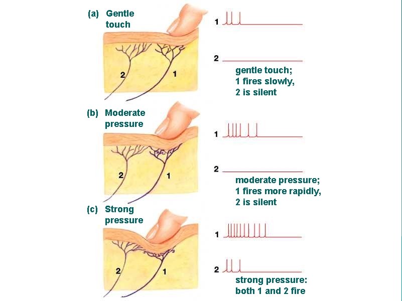 (a) Gentle touch gentle touch; 1 fires slowly, 2 is silent (b) Moderate pressure