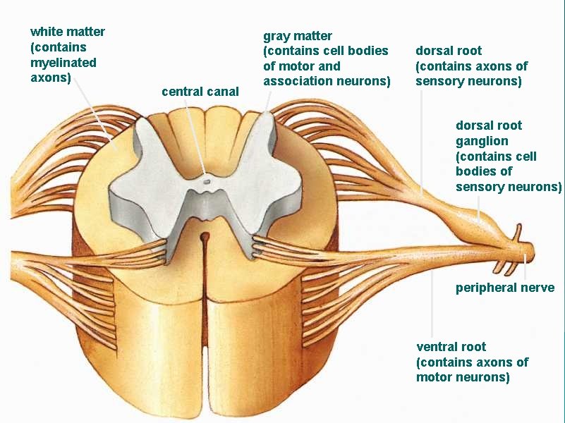 white matter (contains myelinated axons) central canal gray matter (contains cell bodies of motor