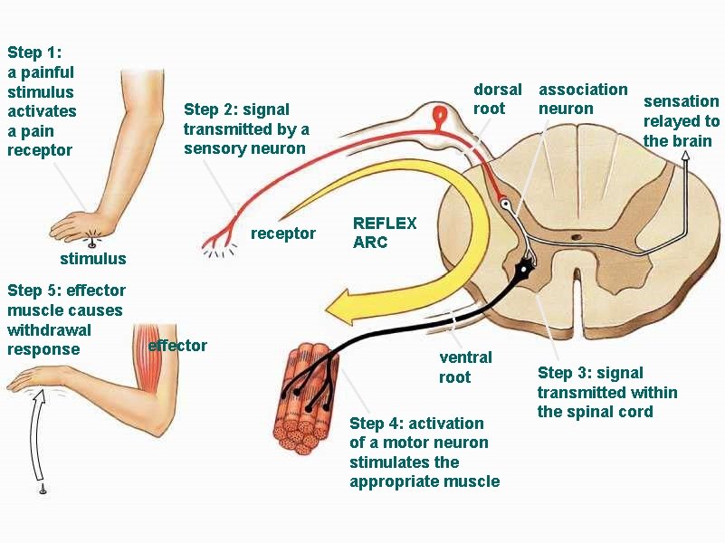 Step 1: a painful stimulus activates a pain receptor Step 2: signal transmitted by