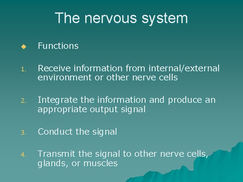 The nervous system u Functions 1. Receive information from internal/external environment or other nerve