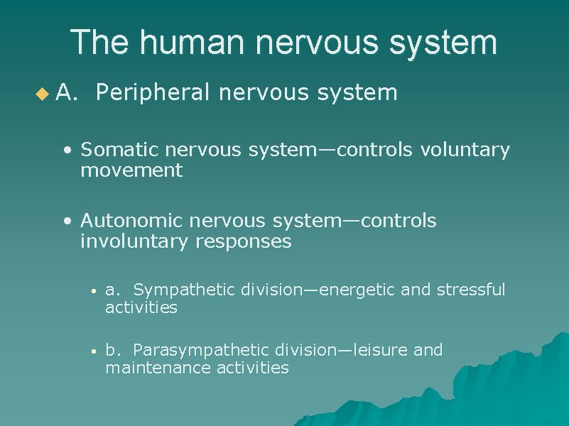 The human nervous system u A. Peripheral nervous system • Somatic nervous system—controls voluntary