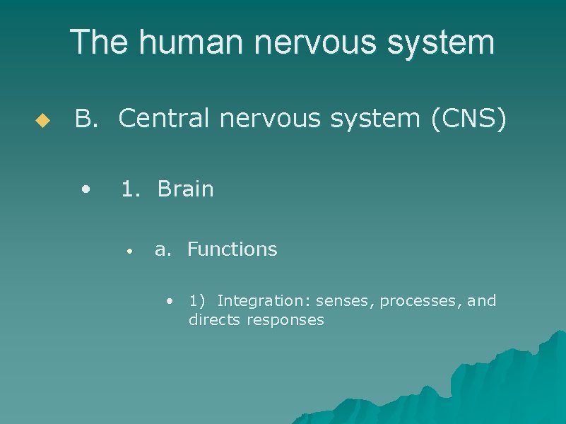 The human nervous system u B. Central nervous system (CNS) • 1. Brain •