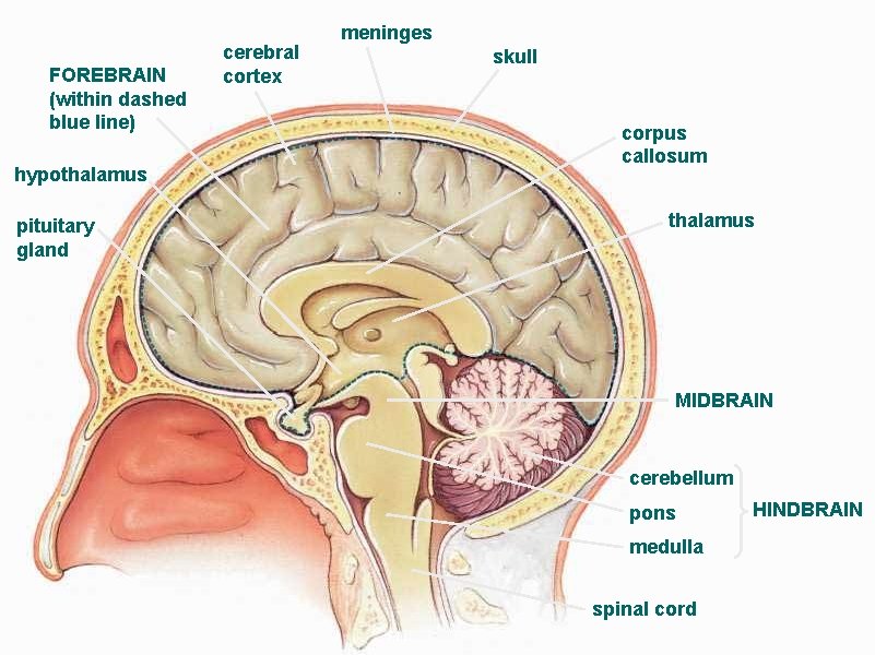 FOREBRAIN (within dashed blue line) hypothalamus pituitary gland cerebral cortex meninges skull corpus callosum