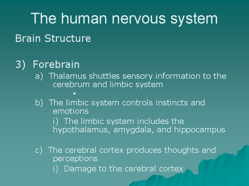 The human nervous system Brain Structure 3) Forebrain a) Thalamus shuttles sensory information to