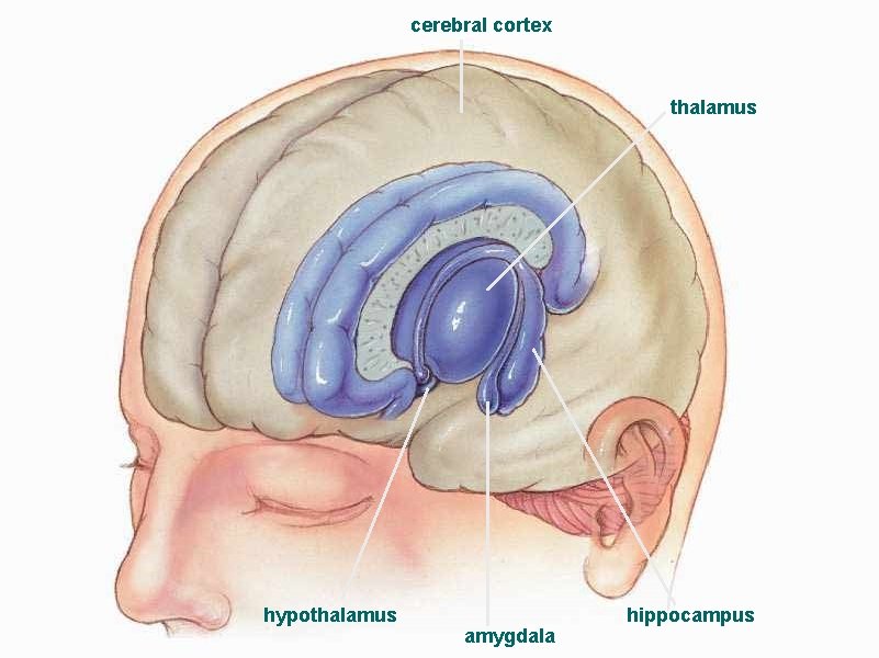 cerebral cortex thalamus hypothalamus amygdala hippocampus 