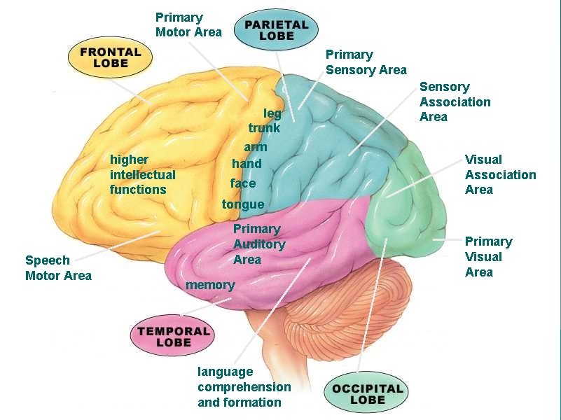 Primary Motor Area Primary Sensory Area higher intellectual functions leg trunk arm hand face