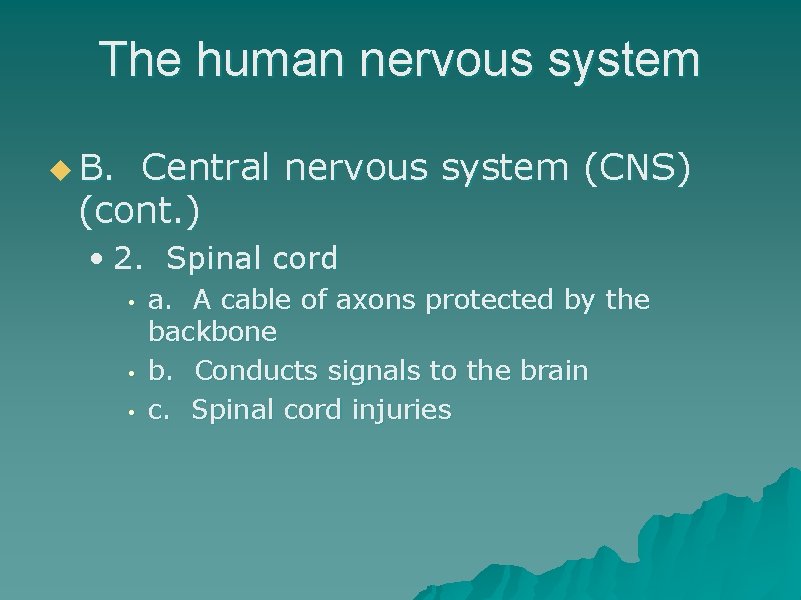 The human nervous system u B. Central nervous system (CNS) (cont. ) • 2.