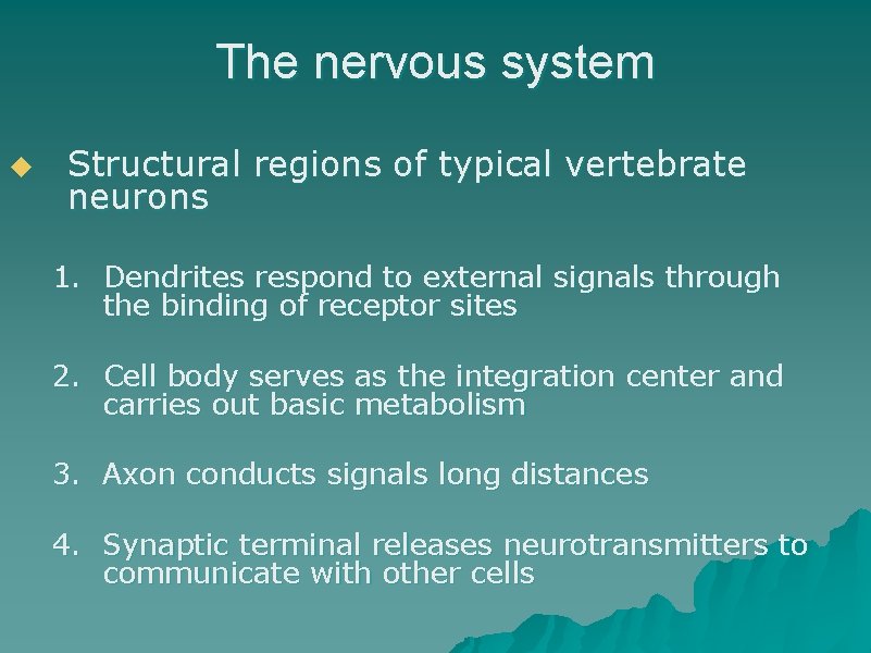 The nervous system u Structural regions of typical vertebrate neurons 1. Dendrites respond to