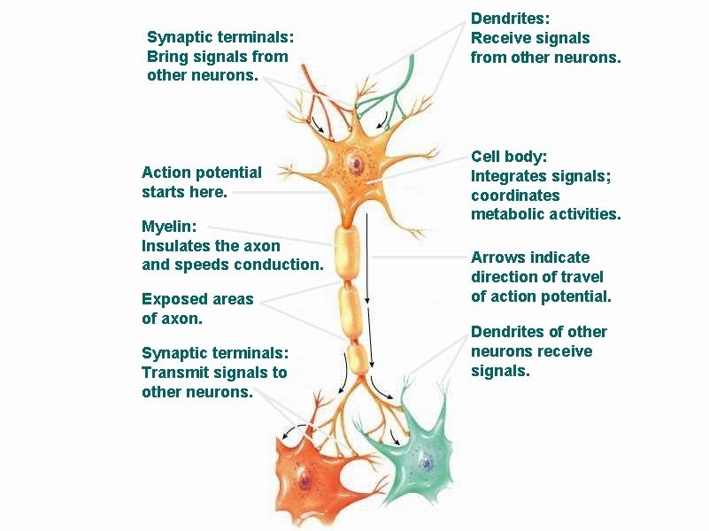 Synaptic terminals: Bring signals from other neurons. Action potential starts here. Myelin: Insulates the