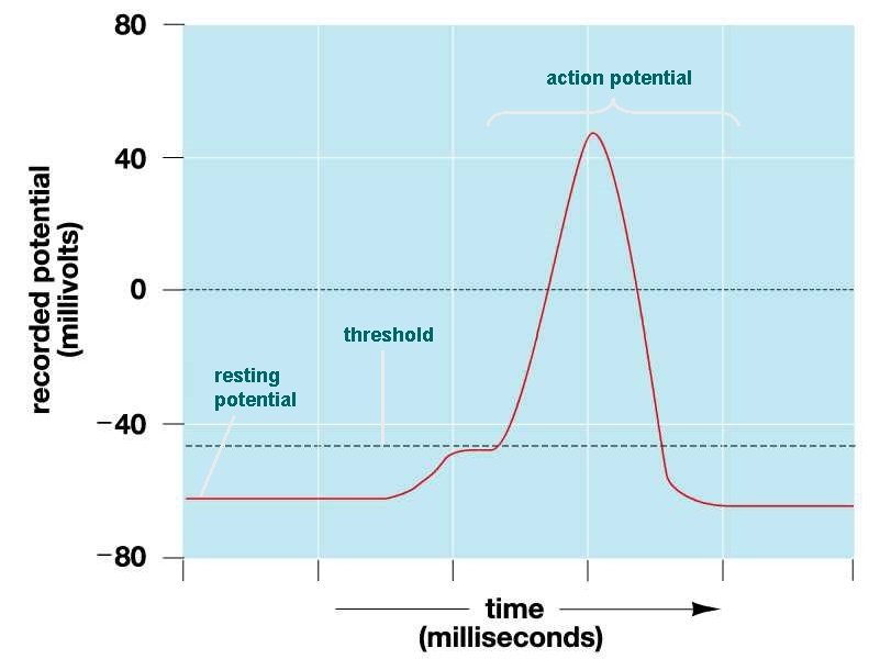 action potential threshold resting potential 