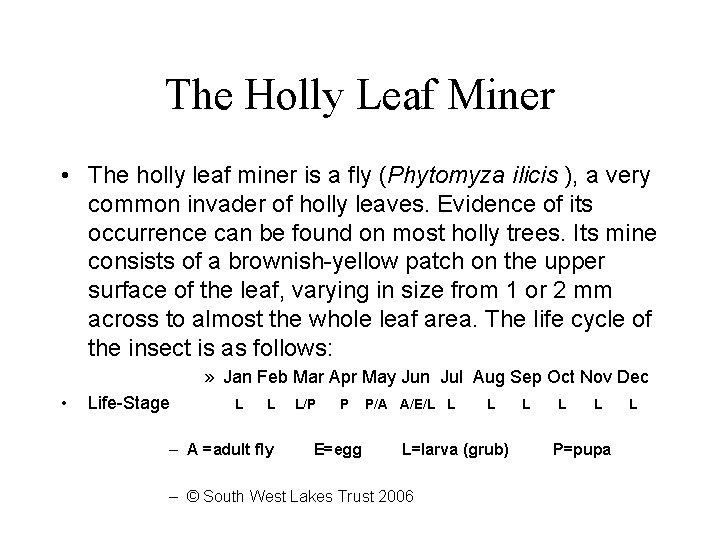 The Holly Leaf Miner • The holly leaf miner is a fly (Phytomyza ilicis