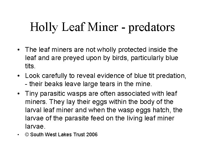 Holly Leaf Miner - predators • The leaf miners are not wholly protected inside