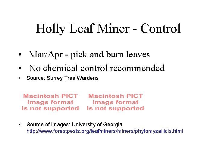 Holly Leaf Miner - Control • Mar/Apr - pick and burn leaves • No Holly Leaf Miner - Control • Mar/Apr - pick and burn leaves • No