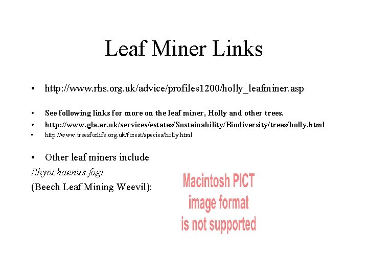 Leaf Miner Links • http: //www. rhs. org. uk/advice/profiles 1200/holly_leafminer. asp • • See Leaf Miner Links • http: //www. rhs. org. uk/advice/profiles 1200/holly_leafminer. asp • • See