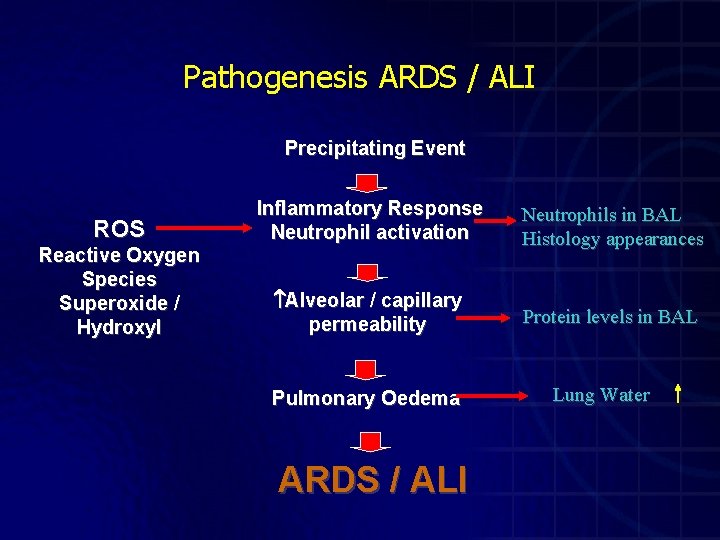Pathogenesis ARDS / ALI Precipitating Event ROS Reactive Oxygen Species Superoxide / Hydroxyl Inflammatory
